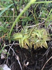 Pinguicula
