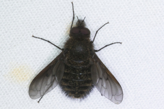 Conophorus nigripennis