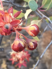 Stegnosperma halimifolium