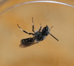 Lasioglossum leucozonium