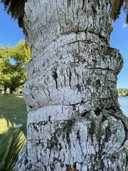 Pachnolepia pruinata