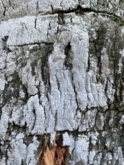 Pachnolepia pruinata