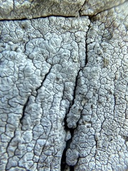 Pachnolepia pruinata