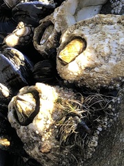 Semibalanus cariosus