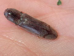 Stenagostus rhombeus