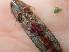 Stenagostus rhombeus