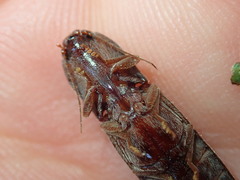 Stenagostus rhombeus