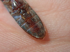 Stenagostus rhombeus