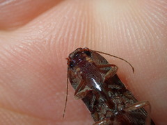 Stenagostus rhombeus