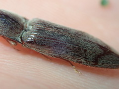 Stenagostus rhombeus