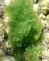 Cladophoraceae