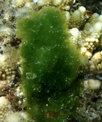 Cladophoraceae