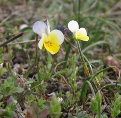Viola hymettia