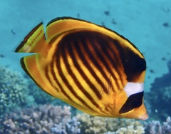 Diagonal Butterflyfish photo 2