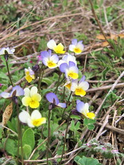 Viola hymettia