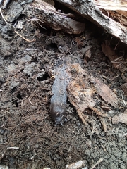 Limax bivonae