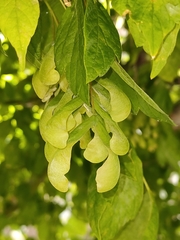 Acer negundo