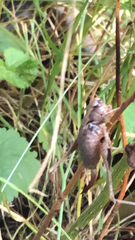 Pholidoptera griseoaptera