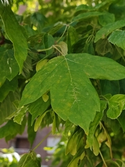 Acer negundo
