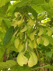 Acer negundo