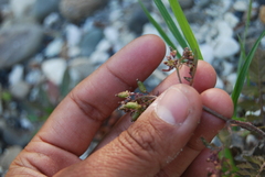 Rorippa barbareifolia