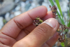 Rorippa barbareifolia