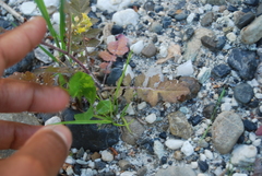 Rorippa barbareifolia