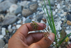 Rorippa barbareifolia