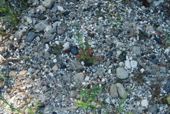 Rorippa barbareifolia