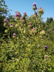 Cirsium morisianum