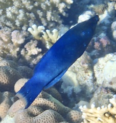 Larabicus quadrilineatus