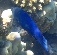 Larabicus quadrilineatus