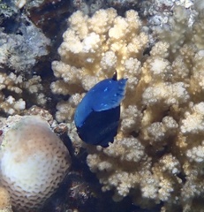 Larabicus quadrilineatus