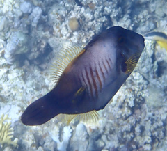 Amanses scopas