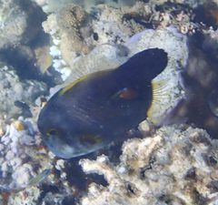 Amanses scopas