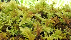 Thuidiopsis