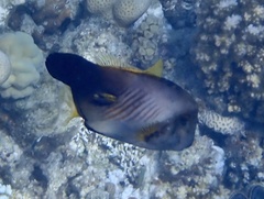 Amanses scopas