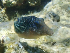 Canthigaster margaritata