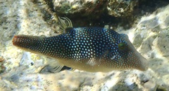 Canthigaster margaritata