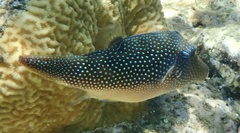 Canthigaster margaritata