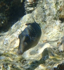 Canthigaster margaritata