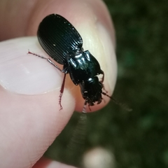 Pterostichus impressicollis