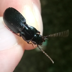 Pterostichus impressicollis