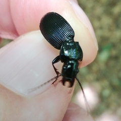 Pterostichus impressicollis