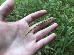 Elymus caninus