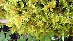 Thuidiopsis