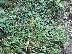 Elymus caninus