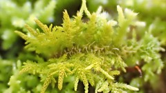 Thuidiopsis
