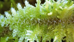 Thuidiopsis