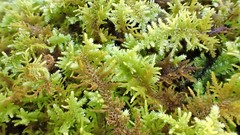 Thuidiopsis